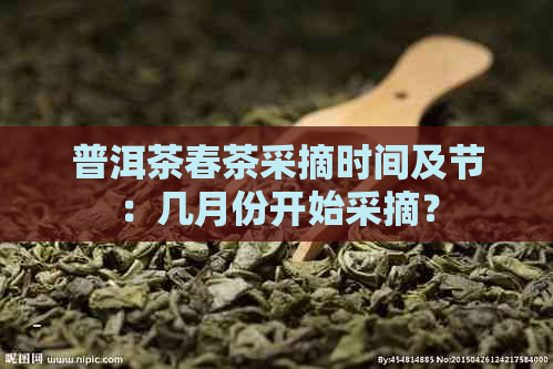 普洱茶春茶采摘时间及节：几月份开始采摘？