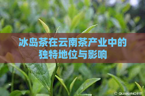 冰岛茶在云南茶产业中的独特地位与影响