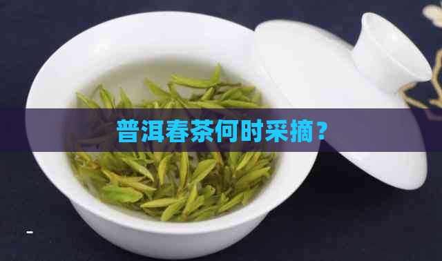 普洱春茶何时采摘？