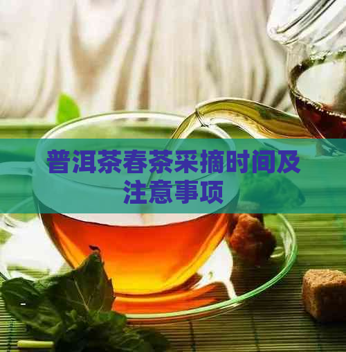 普洱茶春茶采摘时间及注意事项