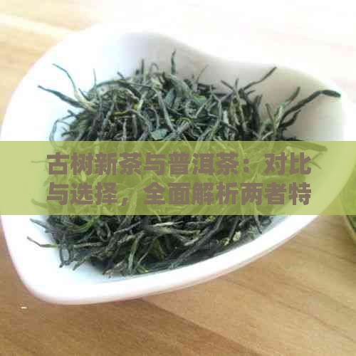 古树新茶与普洱茶：对比与选择，全面解析两者特点和品质