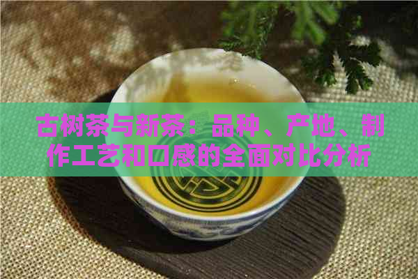 古树茶与新茶：品种、产地、制作工艺和口感的全面对比分析