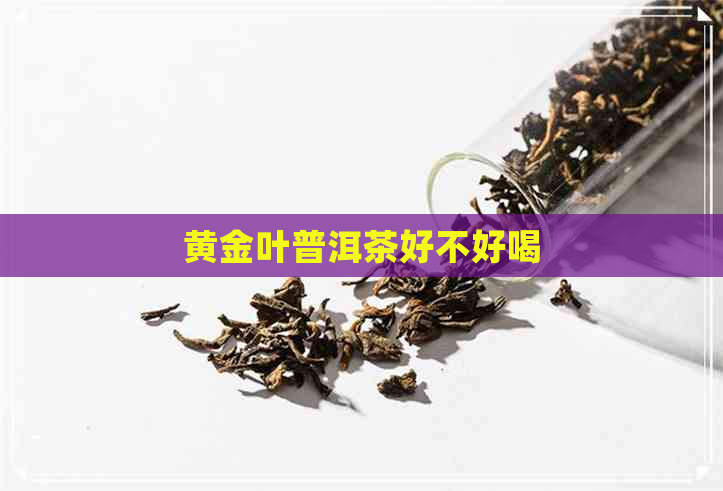 黄金叶普洱茶好不好喝