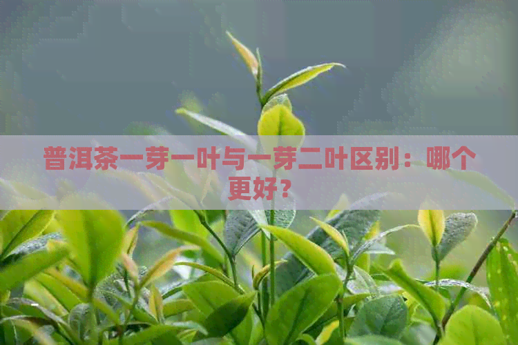 普洱茶一芽一叶与一芽二叶区别：哪个更好？