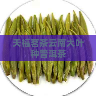 天福茗茶云南大叶种普洱茶