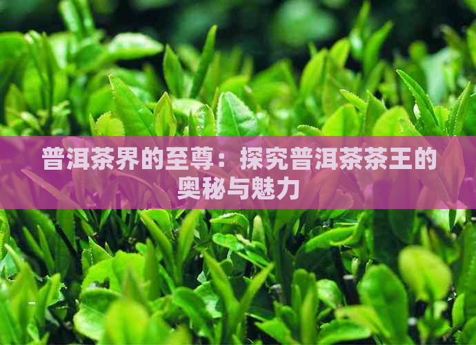 普洱茶界的至尊：探究普洱茶茶王的奥秘与魅力