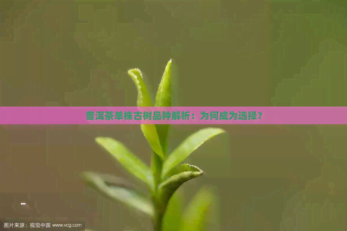 普洱茶单株古树品种解析：为何成为选择？