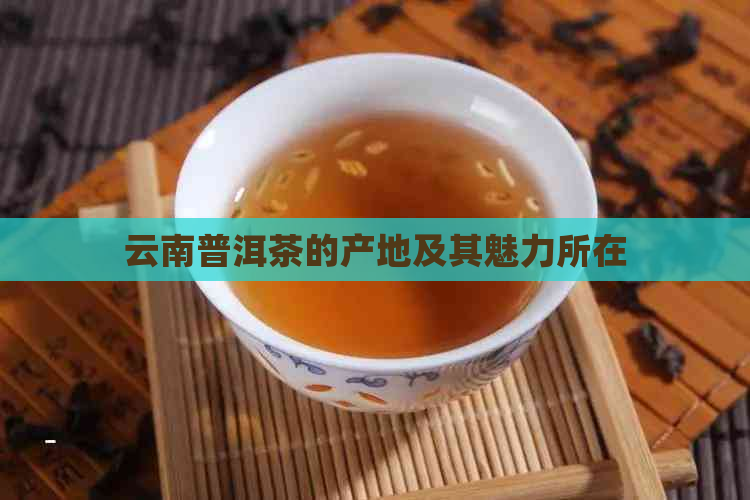 云南普洱茶的产地及其魅力所在