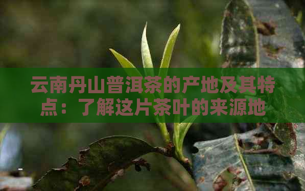 云南丹山普洱茶的产地及其特点：了解这片茶叶的来源地