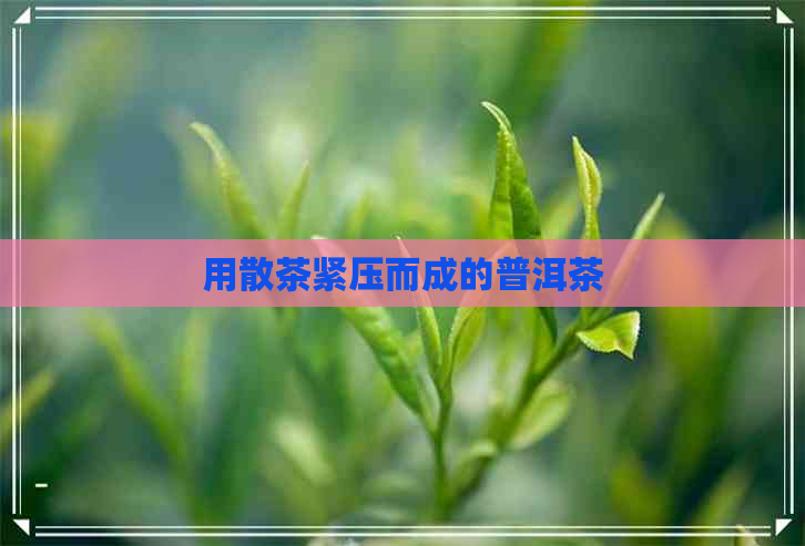 用散茶紧压而成的普洱茶