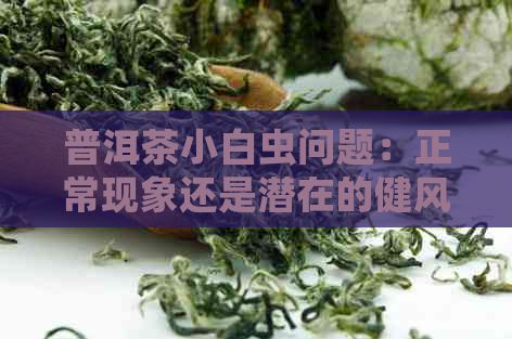 普洱茶小白虫问题：正常现象还是潜在的健风险？如何判断和处理？