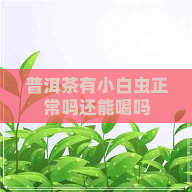 普洱茶有小白虫正常吗还能喝吗