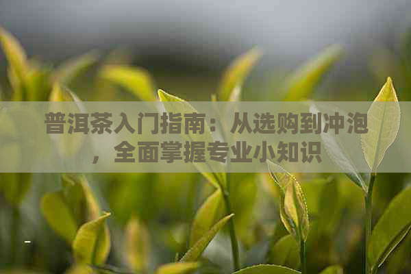 普洱茶入门指南：从选购到冲泡，全面掌握专业小知识