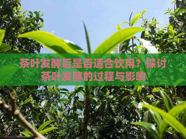 茶叶发酵后是否适合饮用？探讨茶叶发酵的过程与影响