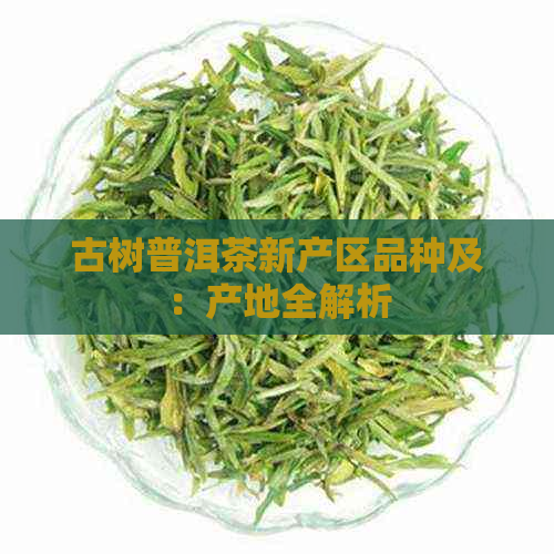 古树普洱茶新产区品种及：产地全解析