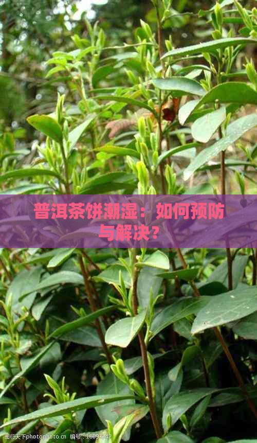 普洱茶饼潮湿：如何预防与解决？