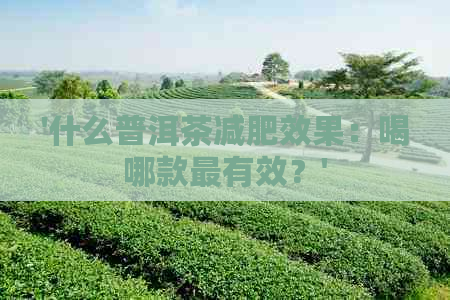 '什么普洱茶减肥效果：喝哪款最有效？'