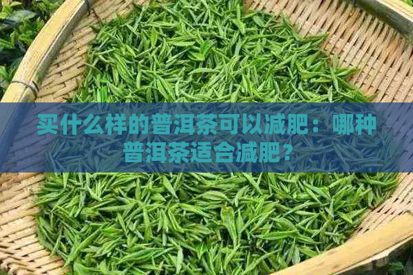 买什么样的普洱茶可以减肥：哪种普洱茶适合减肥？