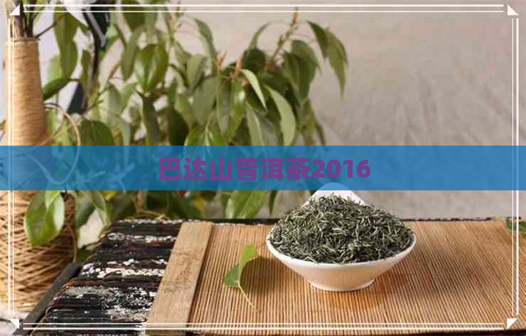 巴达山普洱茶2016