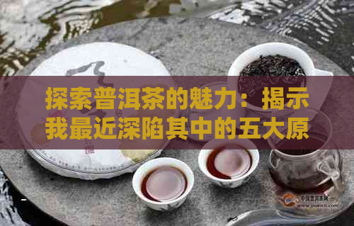 探索普洱茶的魅力：揭示我最近深陷其中的五大原因