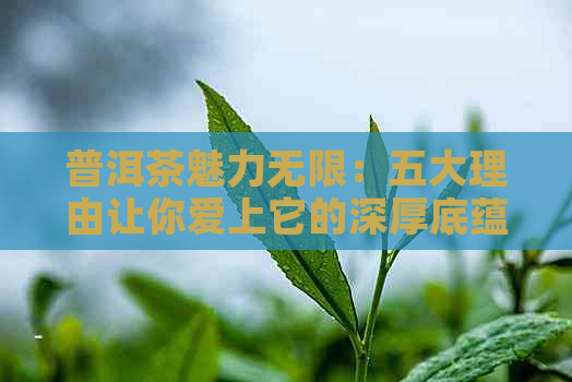 普洱茶魅力无限：五大理由让你爱上它的深厚底蕴与独特风味