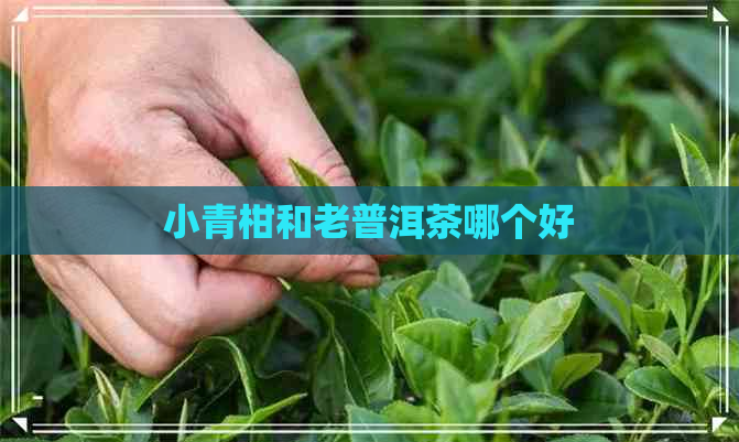 小青柑和老普洱茶哪个好