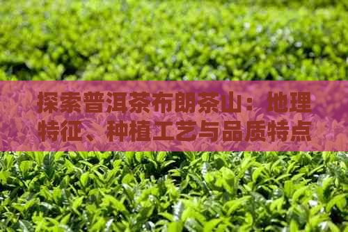 探索普洱茶布朗茶山：地理特征、种植工艺与品质特点的全面解析