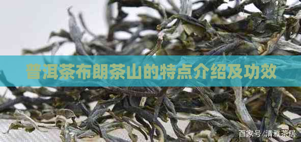 普洱茶布朗茶山的特点介绍及功效