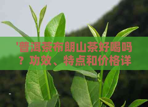 '普洱茶布朗山茶好喝吗？功效、特点和价格详解'