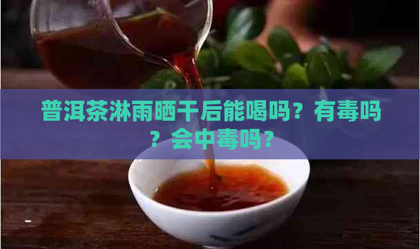 普洱茶淋雨晒干后能喝吗？有吗？会中吗？