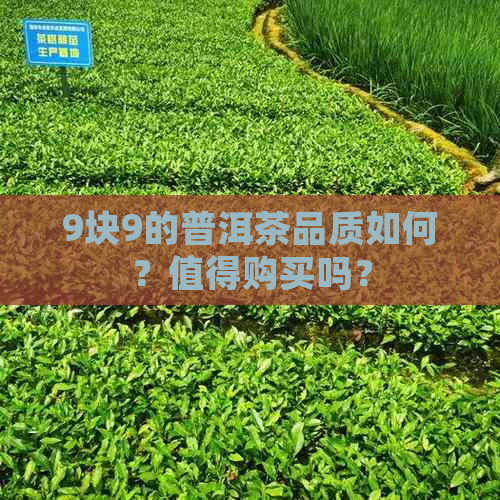 9块9的普洱茶品质如何？值得购买吗？