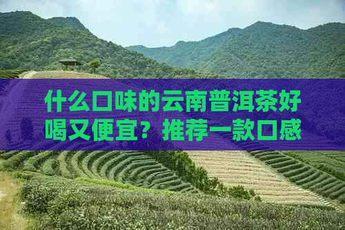 什么口味的云南普洱茶好喝又便宜？推荐一款口感优良且价格亲民的普洱茶。