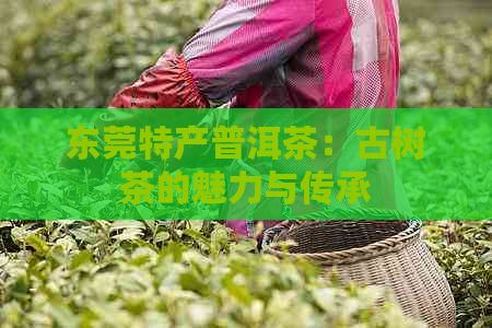 东莞特产普洱茶：古树茶的魅力与传承