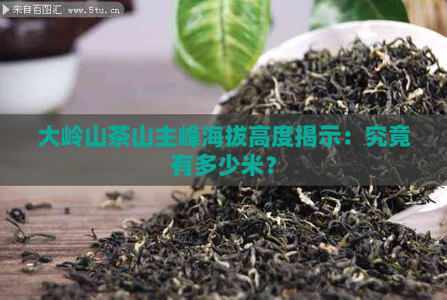 大岭山茶山主峰海拔高度揭示：究竟有多少米？