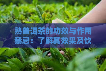 熟普洱茶的功效与作用禁忌：了解其效果及饮用注意事项