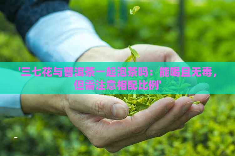 '三七花与普洱茶一起泡茶吗：能喝且无，但需注意相配比例'