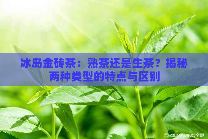 冰岛金砖茶：熟茶还是生茶？揭秘两种类型的特点与区别