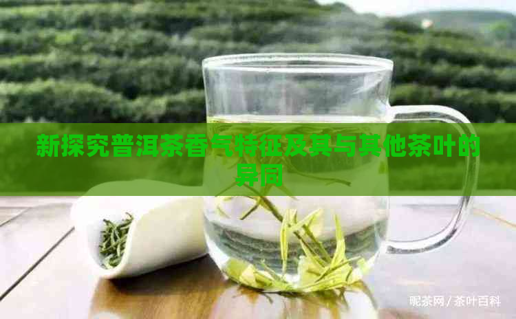 新探究普洱茶香气特征及其与其他茶叶的异同