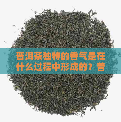 普洱茶独特的香气是在什么过程中形成的？普洱茶香气的主要形成途径有哪些？