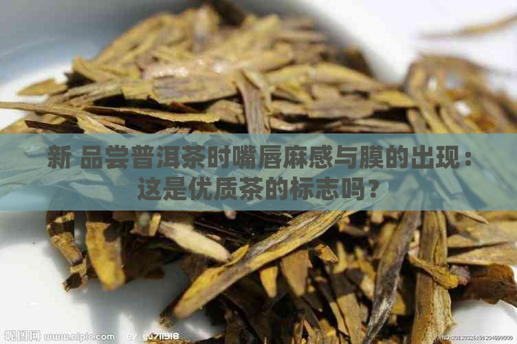 新 品尝普洱茶时嘴唇麻感与膜的出现：这是优质茶的标志吗？