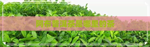 阿布普洱茶是哪里的茶