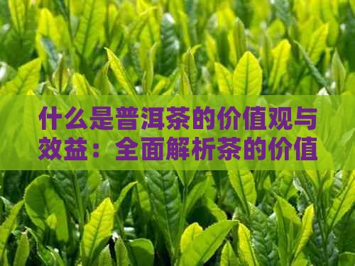 什么是普洱茶的价值观与效益：全面解析茶的价值与功效