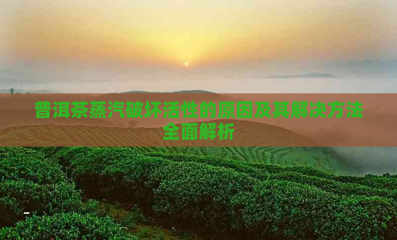 普洱茶蒸汽破坏活性的原因及其解决方法全面解析