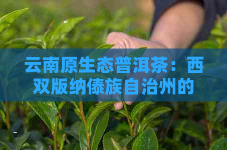 云南原生态普洱茶：西双版纳傣族自治州的珍品绿茶魅力