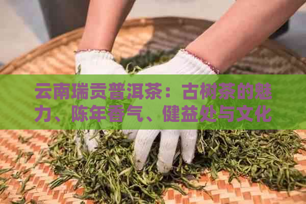 云南瑞贡普洱茶：古树茶的魅力、陈年香气、健益处与文化传承