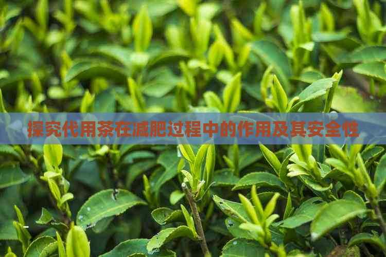 探究代用茶在减肥过程中的作用及其安全性