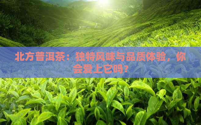 北方普洱茶：独特风味与品质体验，你会爱上它吗？