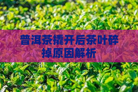 普洱茶撬开后茶叶碎掉原因解析