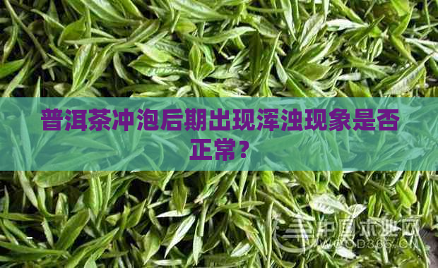 普洱茶冲泡后期出现浑浊现象是否正常？