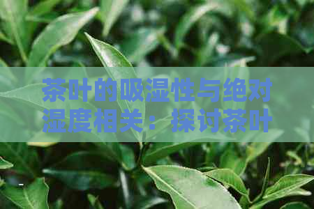 茶叶的吸湿性与绝对湿度相关：探讨茶叶对环境湿度的影响